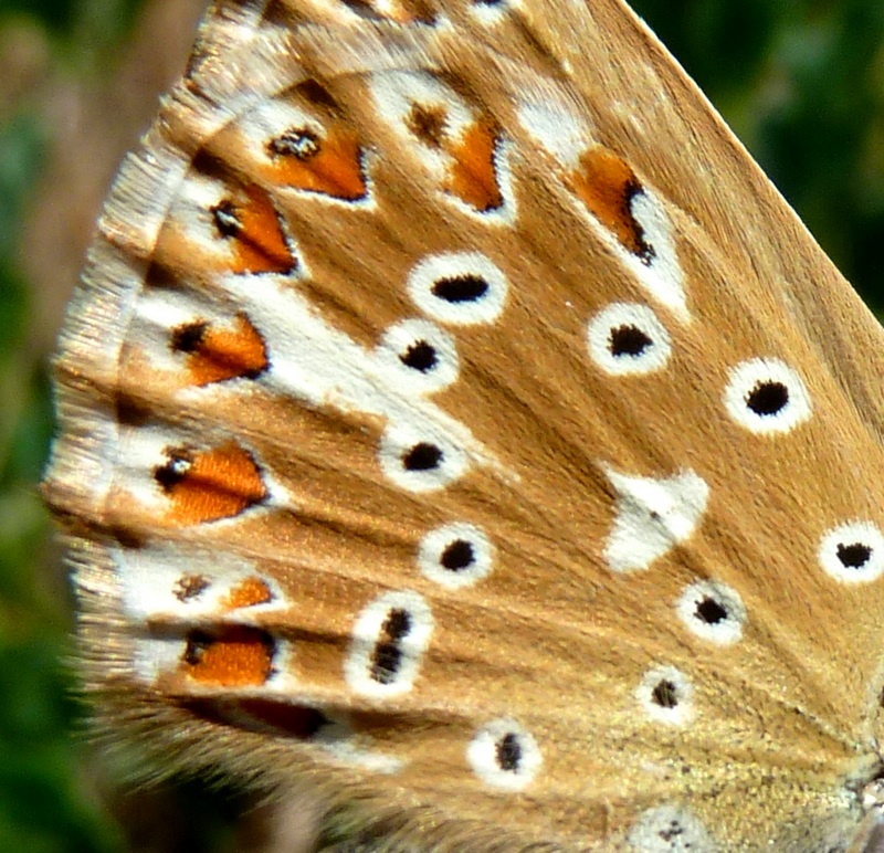 femmine di Polyommatus sp.